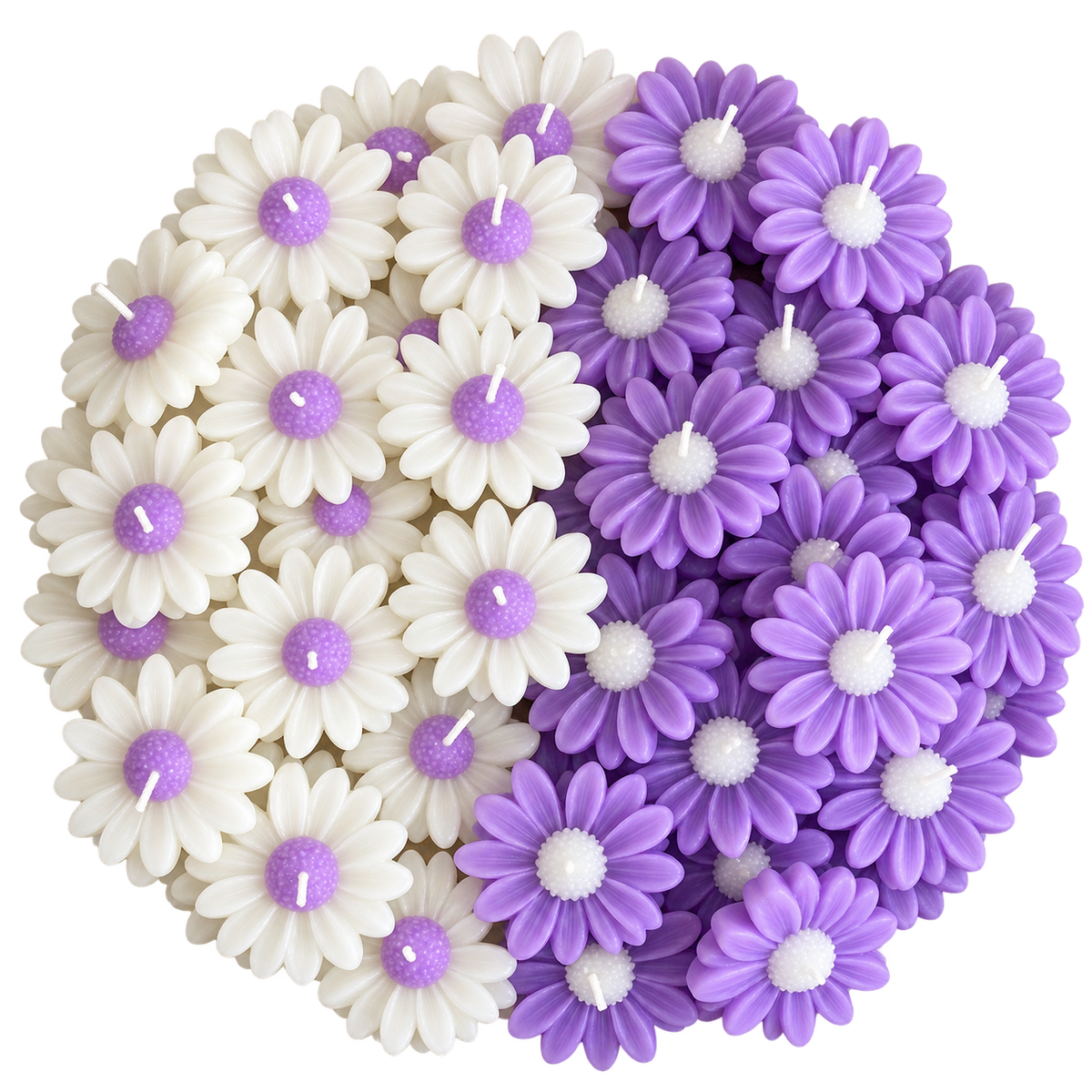 Lavender Daisy